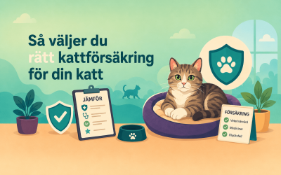 Så väljer du rätt kattförsäkring för din katt